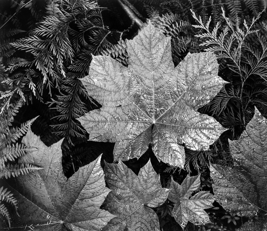Glacier National Park, Montana - Photo by Ansel Adams