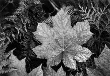 Glacier National Park, Montana - Photo by Ansel Adams