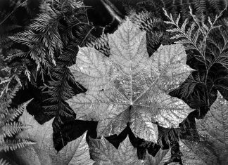 Ansel Adams Glacier National Park, Montana - Photo by Ansel Adams