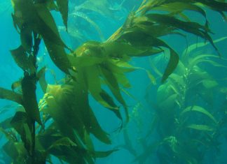 The Most Important Organism? kelp